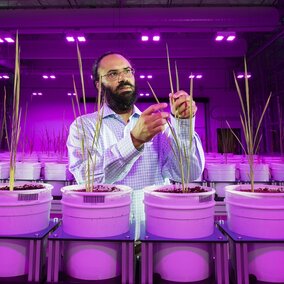 A male professor performs an experiment with plant specimens in the purple-lighted Nebraska Innovation Campus greenhouse.