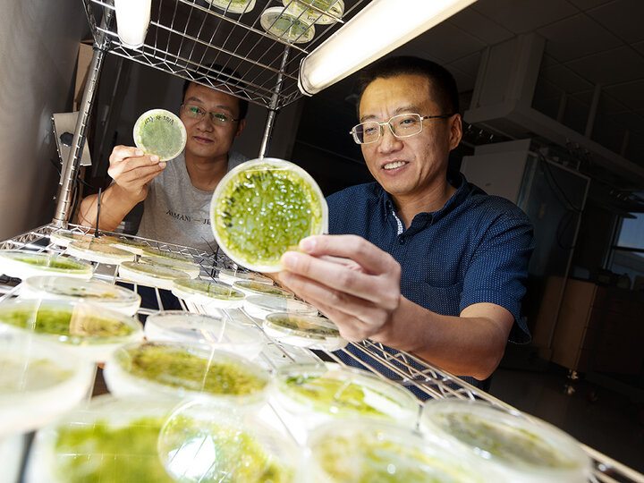 Yanbin Yin (right), associate professor of food science and technology, looks over algae samples with postdoctoral researcher Xuehuan Feng. Yin has earned a National Science Foundation CAREER award to create advanced computational tools to quickly identify carbohydrate-active enzymes, or CAZymes.