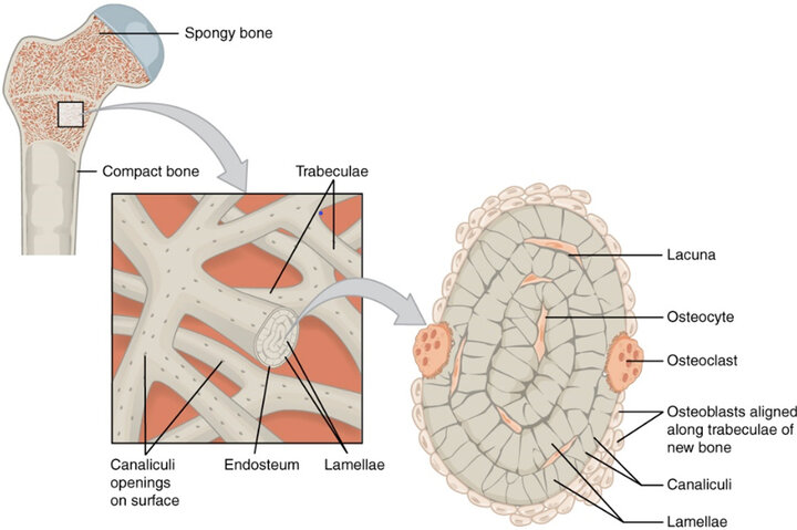Diagram showing the microscopic structure of spongy bone tissue. It highlights trabeculae, lamellae, and canaliculi within the bone matrix, along with osteocytes in lacunae, osteoclasts involved in bone resorption, and osteoblasts forming new bone along the trabeculae.