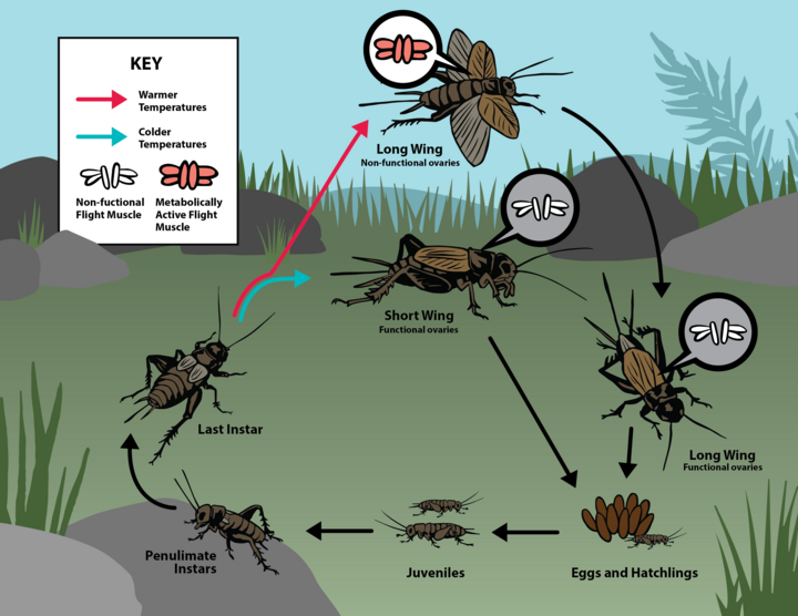 Diagram of the cricket life cycle illustrating developmental stages and the influence of temperature on wing form and physiology. Warmer temperatures favor long-winged crickets with metabolically active flight muscles and non-functional ovaries, while colder temperatures lead to short-winged crickets with functional ovaries. The cycle includes eggs, hatchlings, juvenile instars, and adult morphological variation driven by environmental and genetic factors.